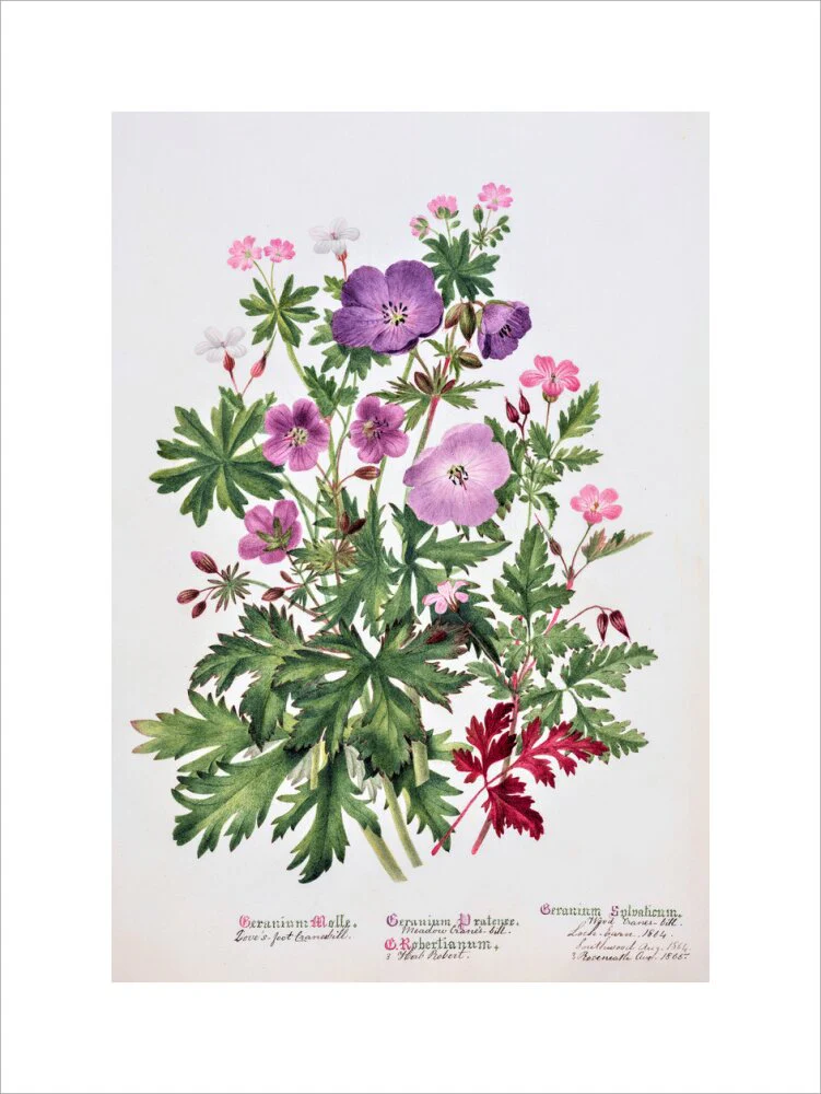 Geranium by Charlotte Cowan Pearson - Image 12