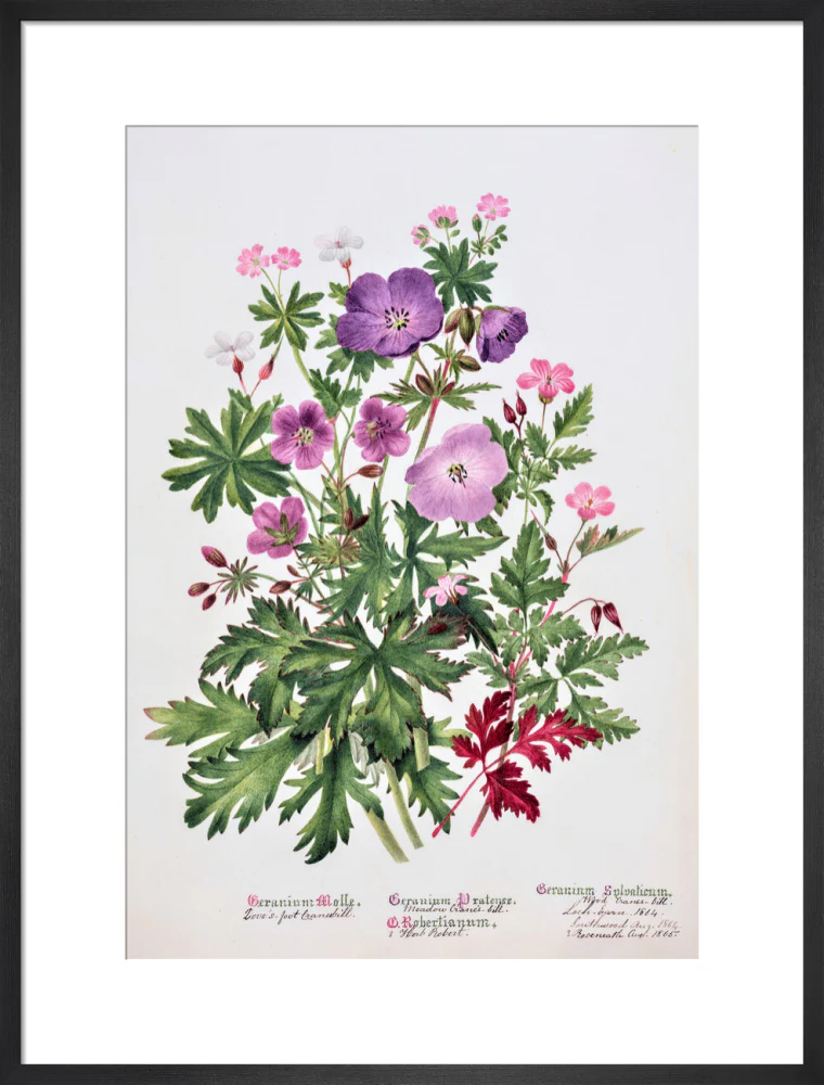 Geranium by Charlotte Cowan Pearson - Image 13