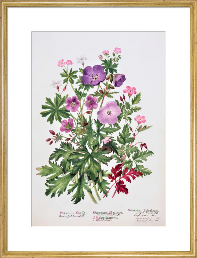 Geranium by Charlotte Cowan Pearson - Image 15