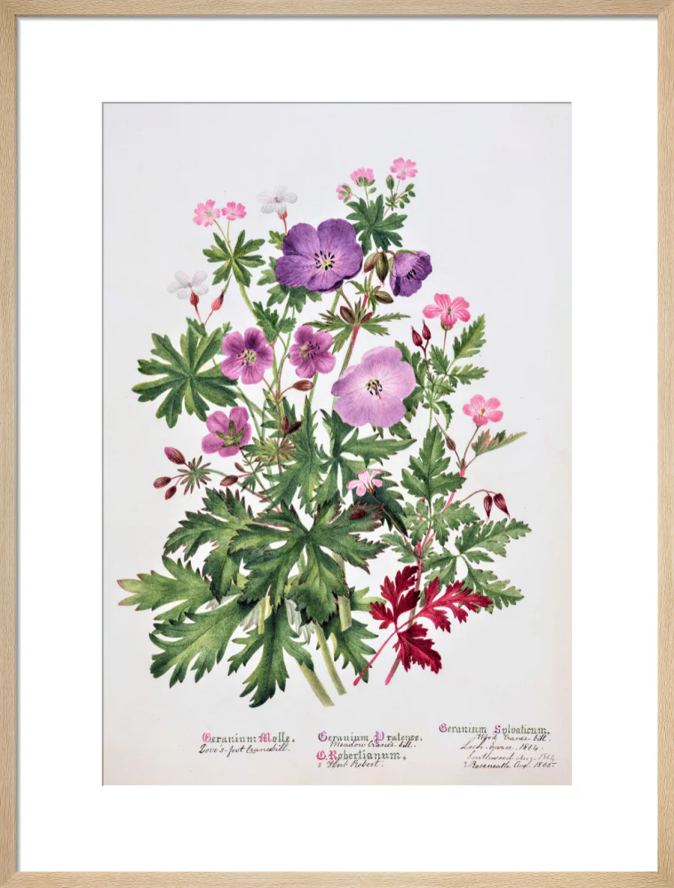 Geranium by Charlotte Cowan Pearson - Image 16