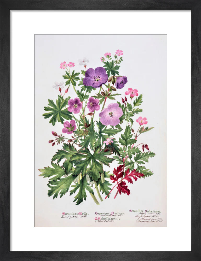 Geranium by Charlotte Cowan Pearson - Image 3