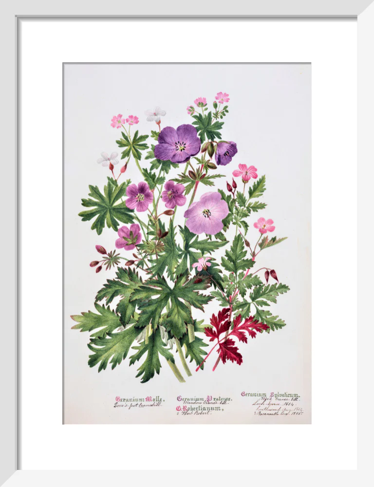 Geranium by Charlotte Cowan Pearson - Image 4