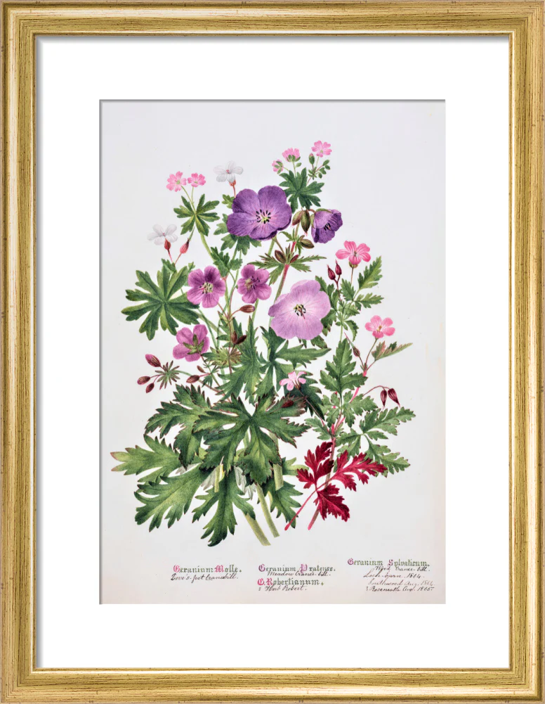 Geranium by Charlotte Cowan Pearson - Image 5