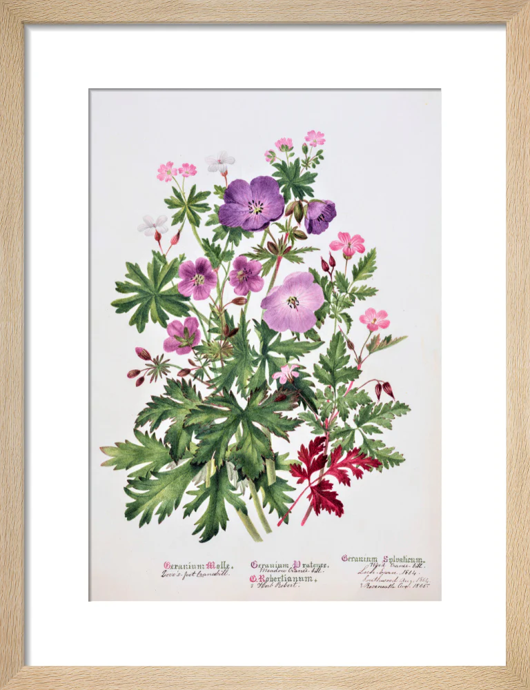 Geranium by Charlotte Cowan Pearson - Image 6