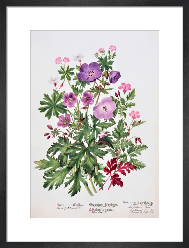 Geranium by Charlotte Cowan Pearson - Image 8