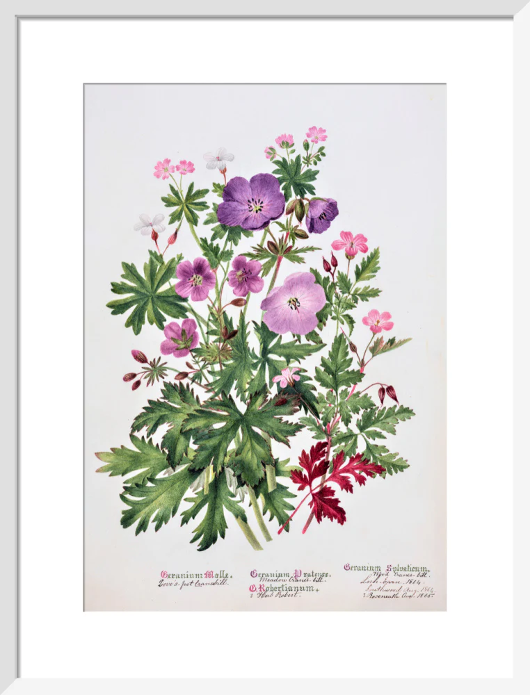 Geranium by Charlotte Cowan Pearson - Image 9