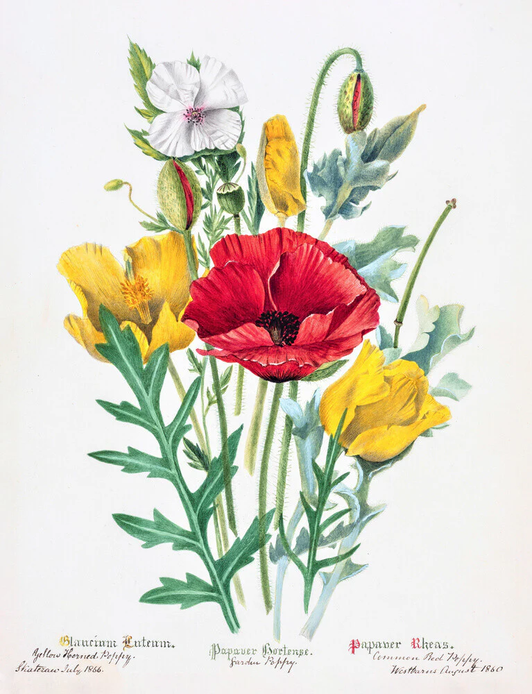 Poppy by Charlotte Cowan Pearson