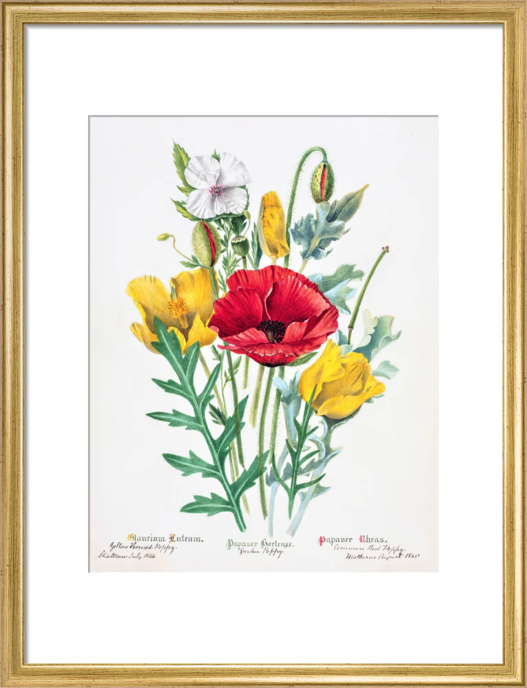 Poppy by Charlotte Cowan Pearson - Image 10