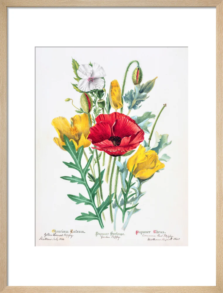 Poppy by Charlotte Cowan Pearson - Image 11