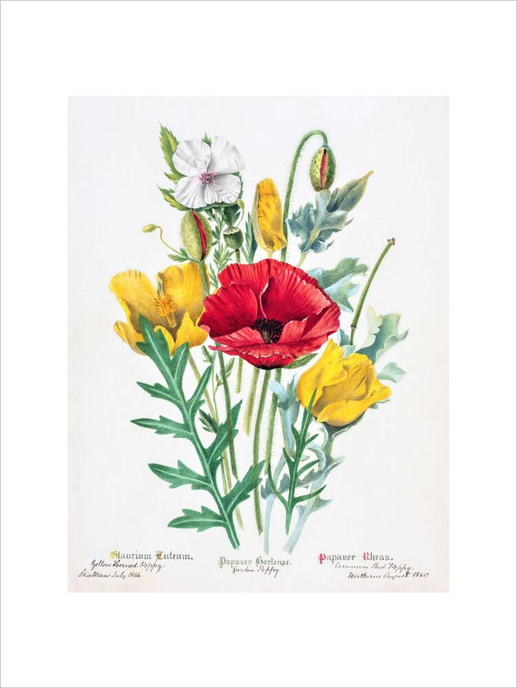 Poppy by Charlotte Cowan Pearson - Image 12