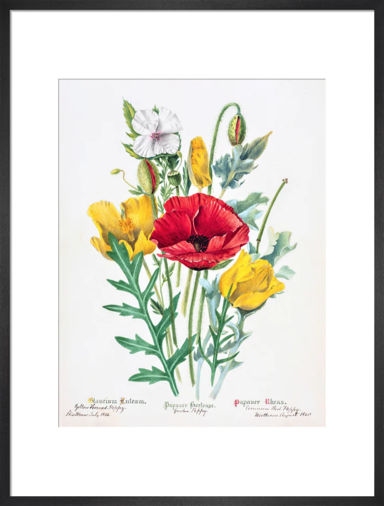 Poppy by Charlotte Cowan Pearson - Image 13