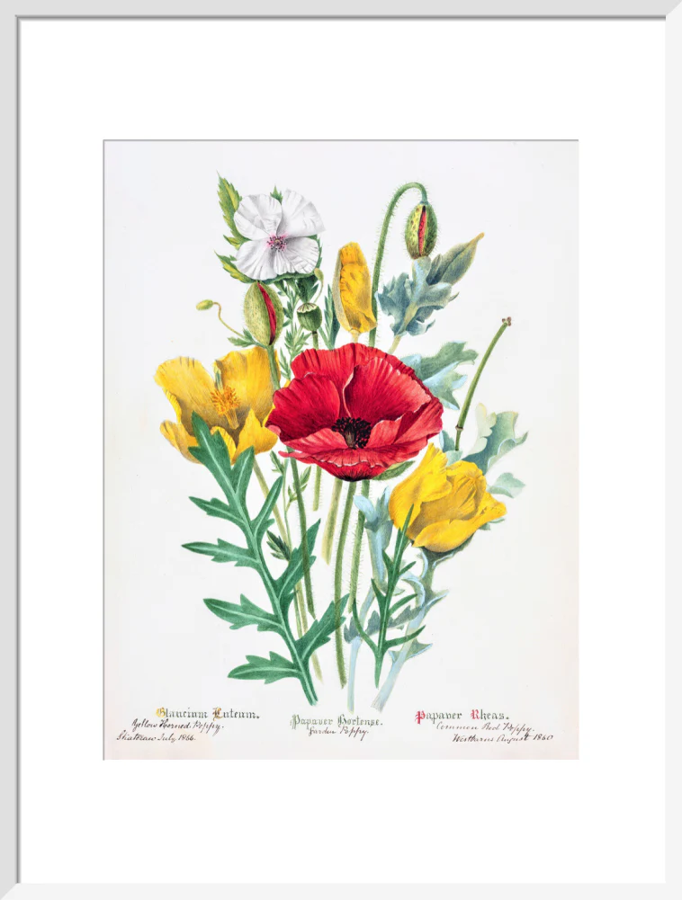 Poppy by Charlotte Cowan Pearson - Image 14
