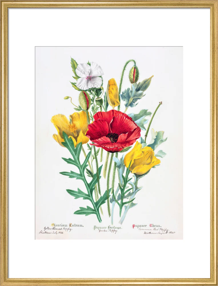 Poppy by Charlotte Cowan Pearson - Image 15