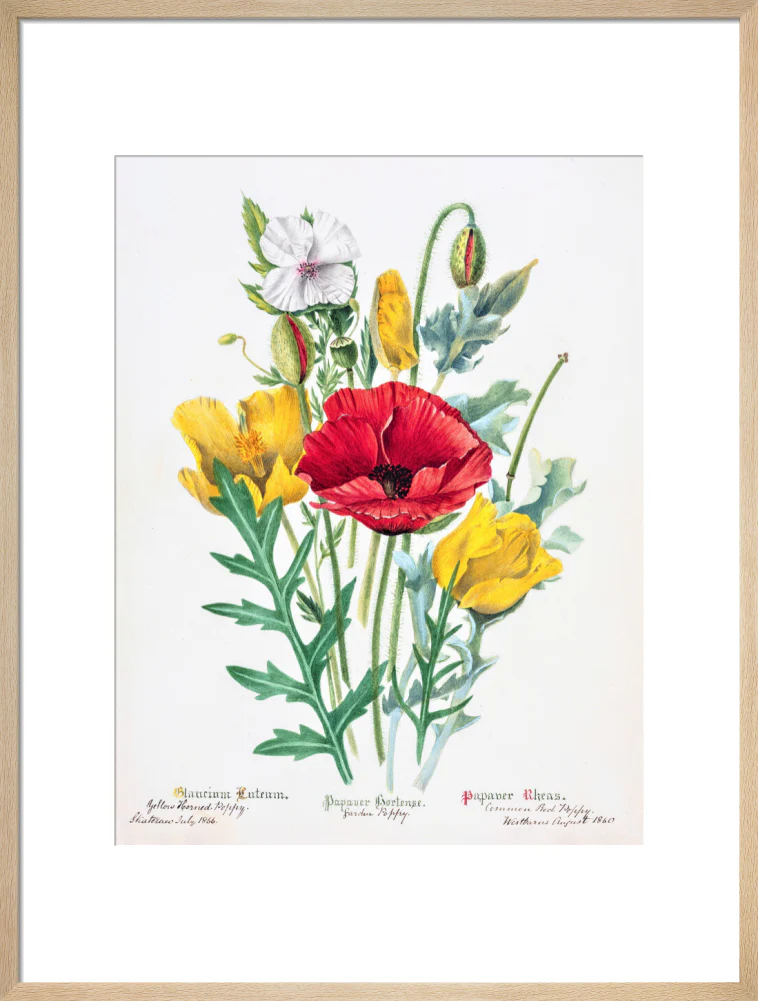 Poppy by Charlotte Cowan Pearson - Image 16