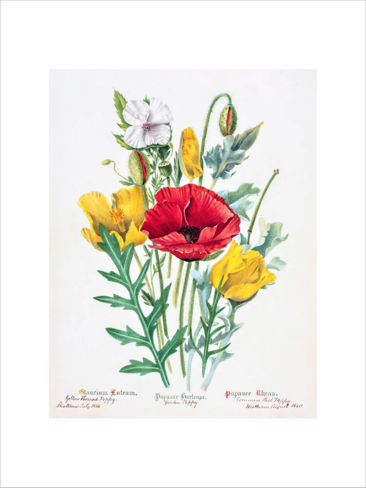 Poppy by Charlotte Cowan Pearson - Image 2