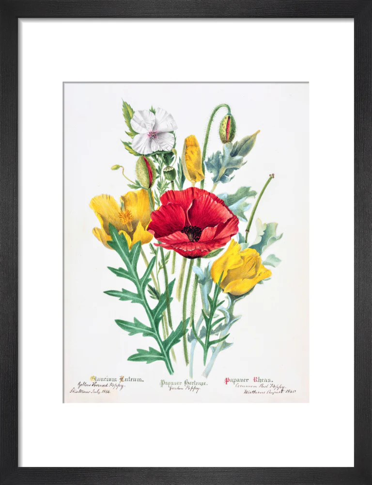 Poppy by Charlotte Cowan Pearson - Image 3