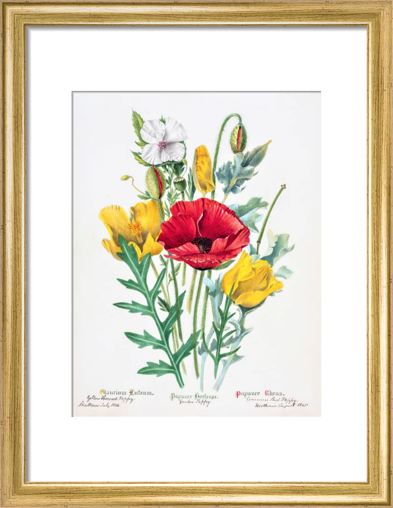 Poppy by Charlotte Cowan Pearson - Image 5