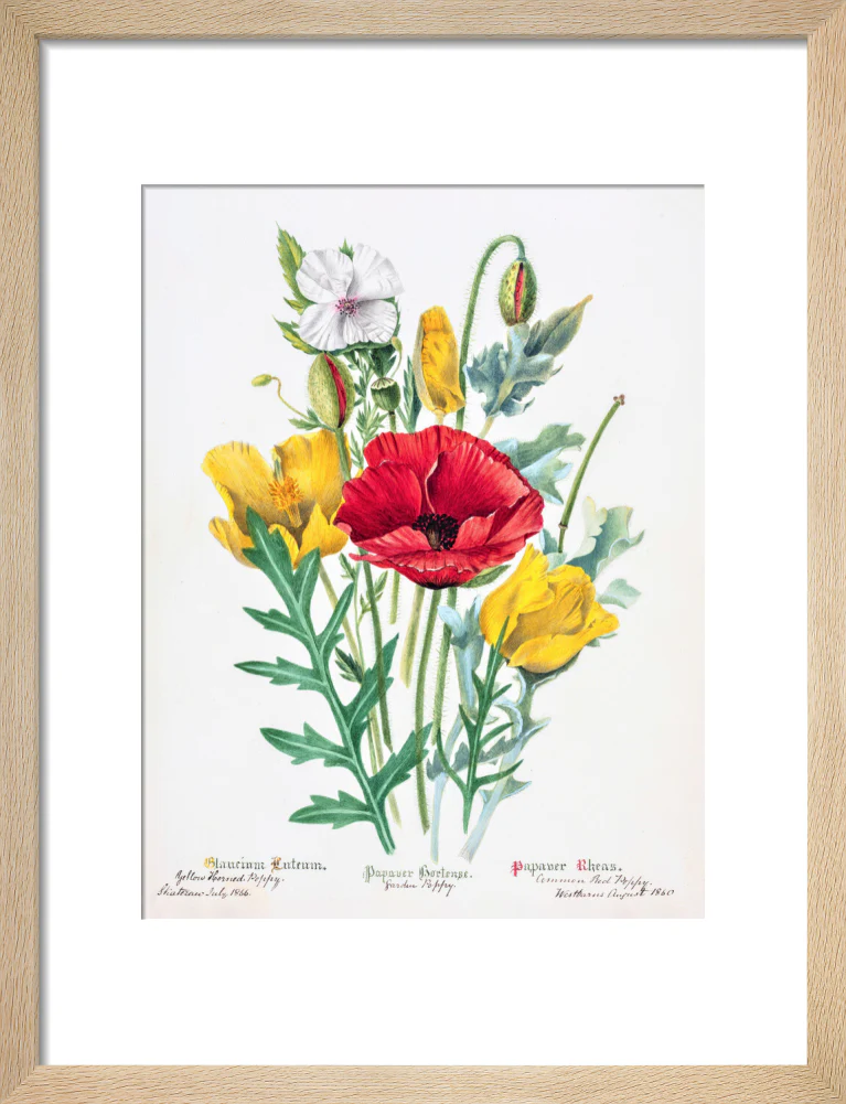 Poppy by Charlotte Cowan Pearson - Image 6