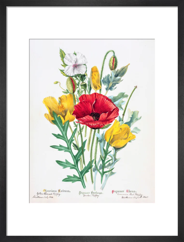 Poppy by Charlotte Cowan Pearson - Image 8