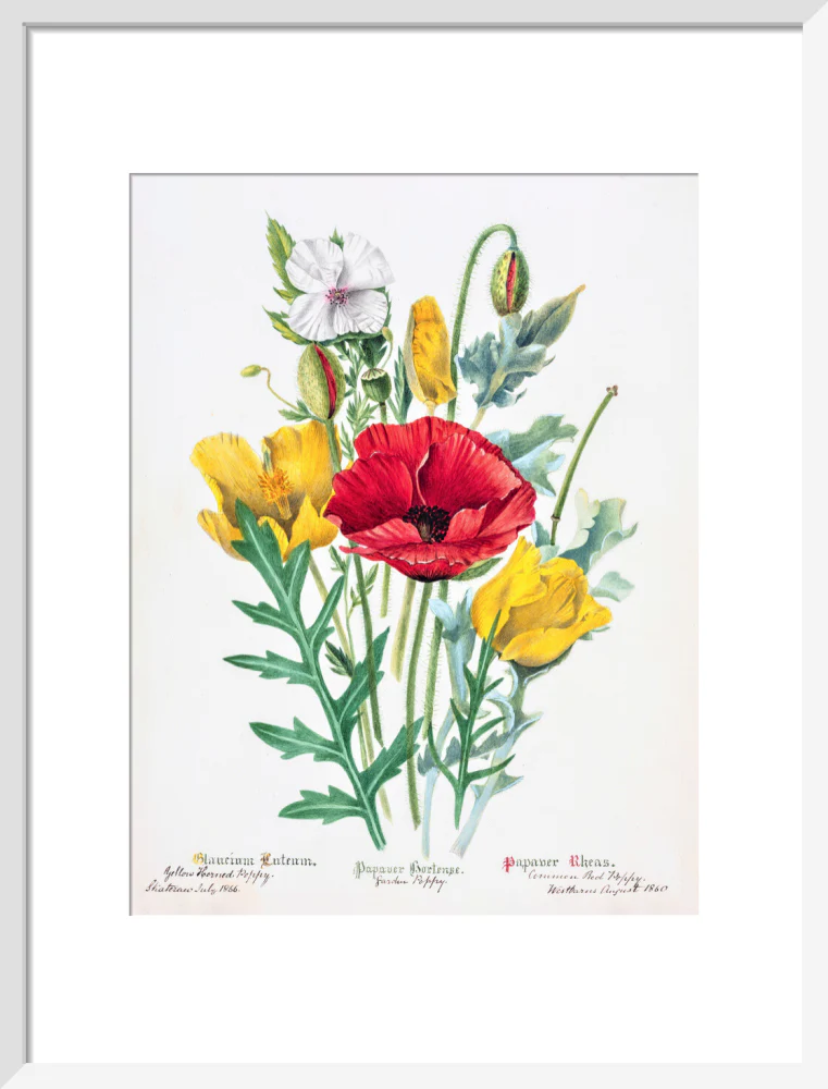 Poppy by Charlotte Cowan Pearson - Image 9