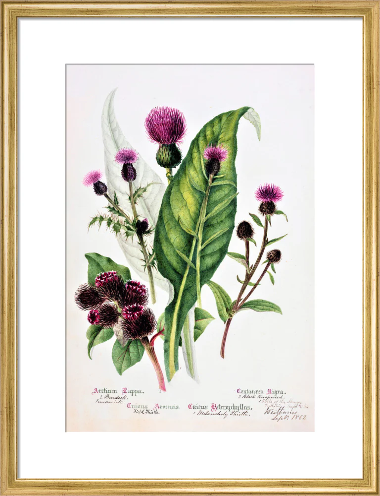 Thistle by Charlotte Cowan Pearson - Image 10