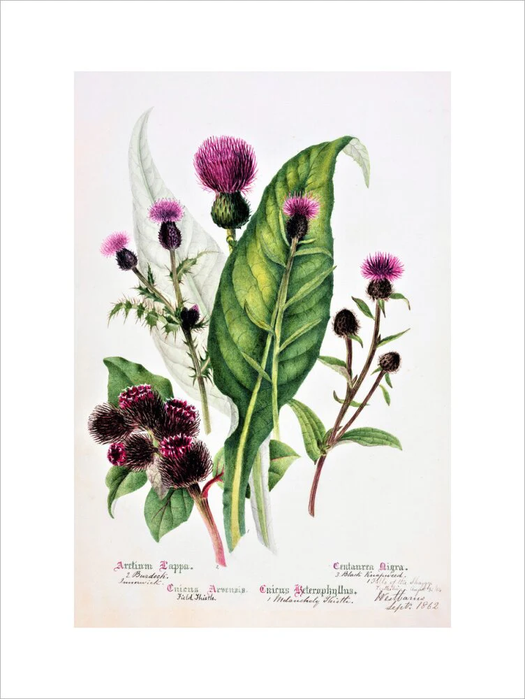 Thistle by Charlotte Cowan Pearson - Image 12