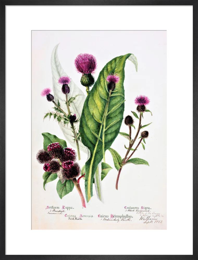 Thistle by Charlotte Cowan Pearson - Image 13