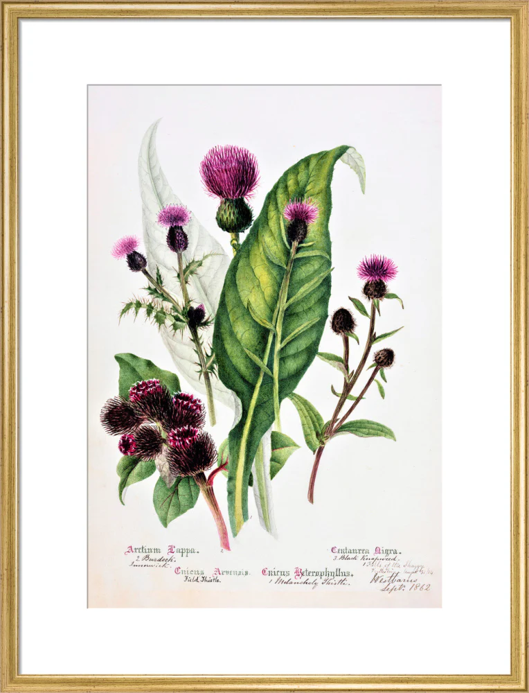 Thistle by Charlotte Cowan Pearson - Image 15