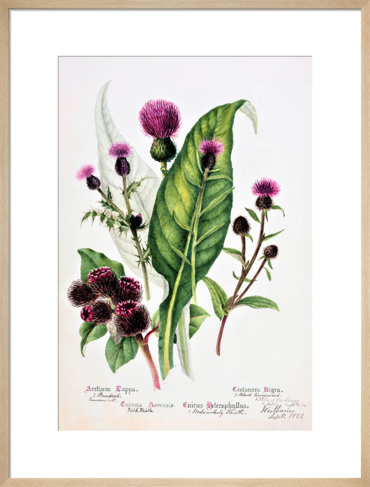 Thistle by Charlotte Cowan Pearson - Image 16