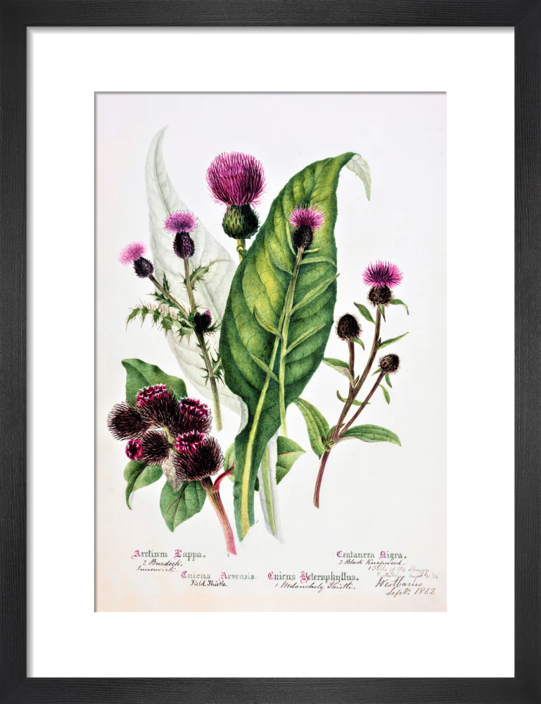 Thistle by Charlotte Cowan Pearson - Image 3
