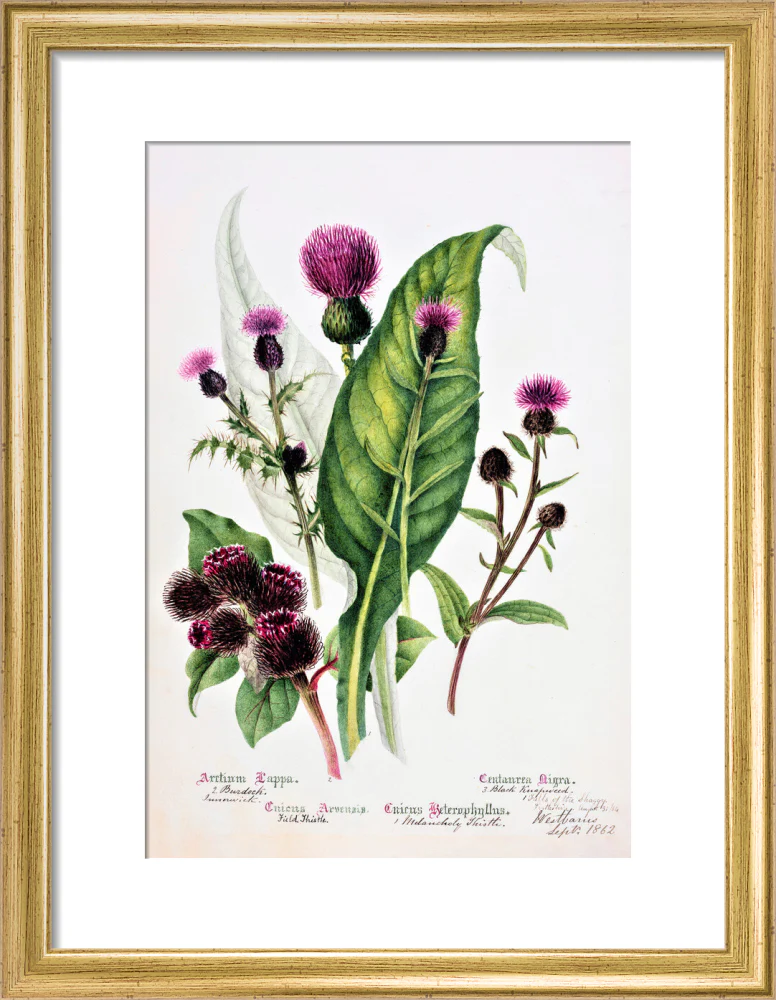 Thistle by Charlotte Cowan Pearson - Image 5