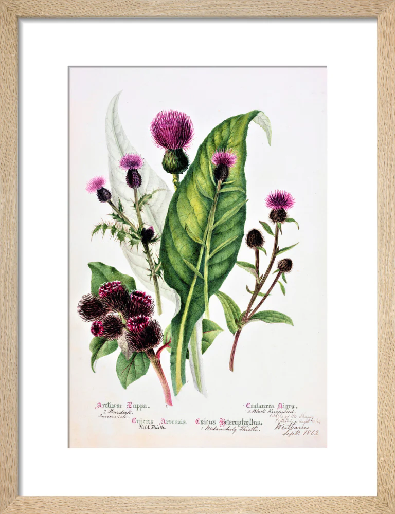 Thistle by Charlotte Cowan Pearson - Image 6
