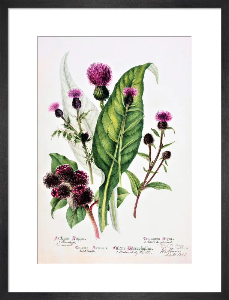 Thistle by Charlotte Cowan Pearson - Image 8