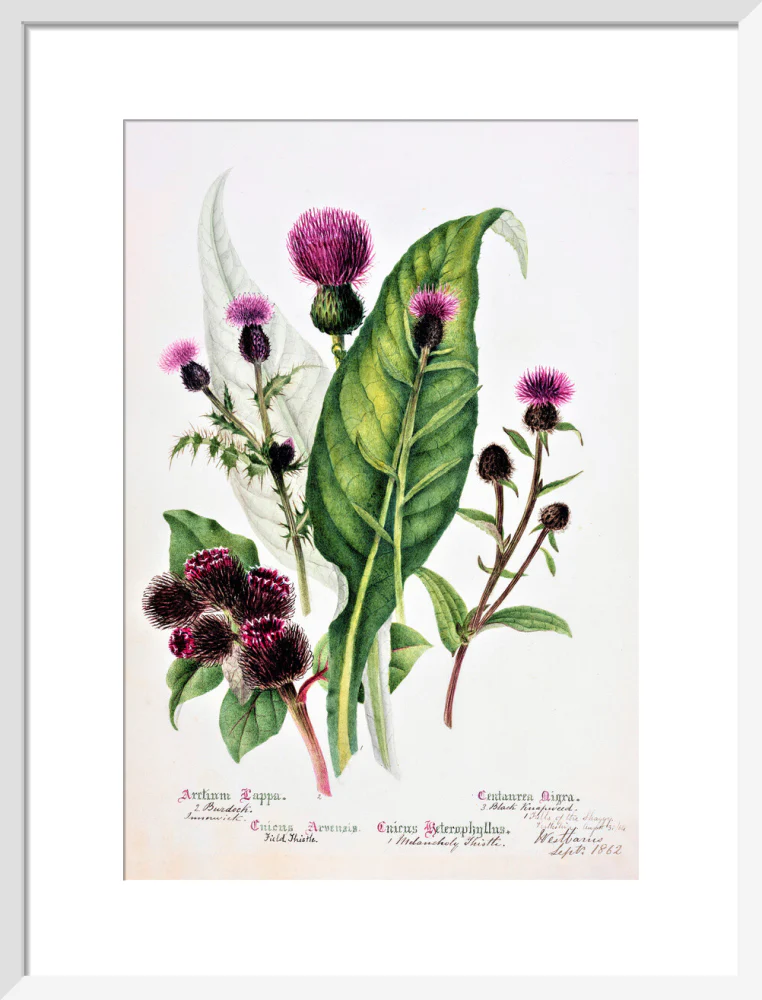 Thistle by Charlotte Cowan Pearson - Image 9