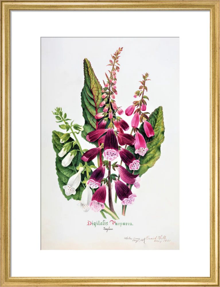 Foxglove by Charlotte Cowan Pearson - Image 10