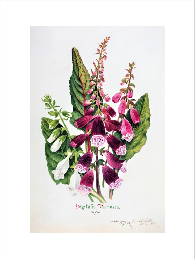 Foxglove by Charlotte Cowan Pearson - Image 12