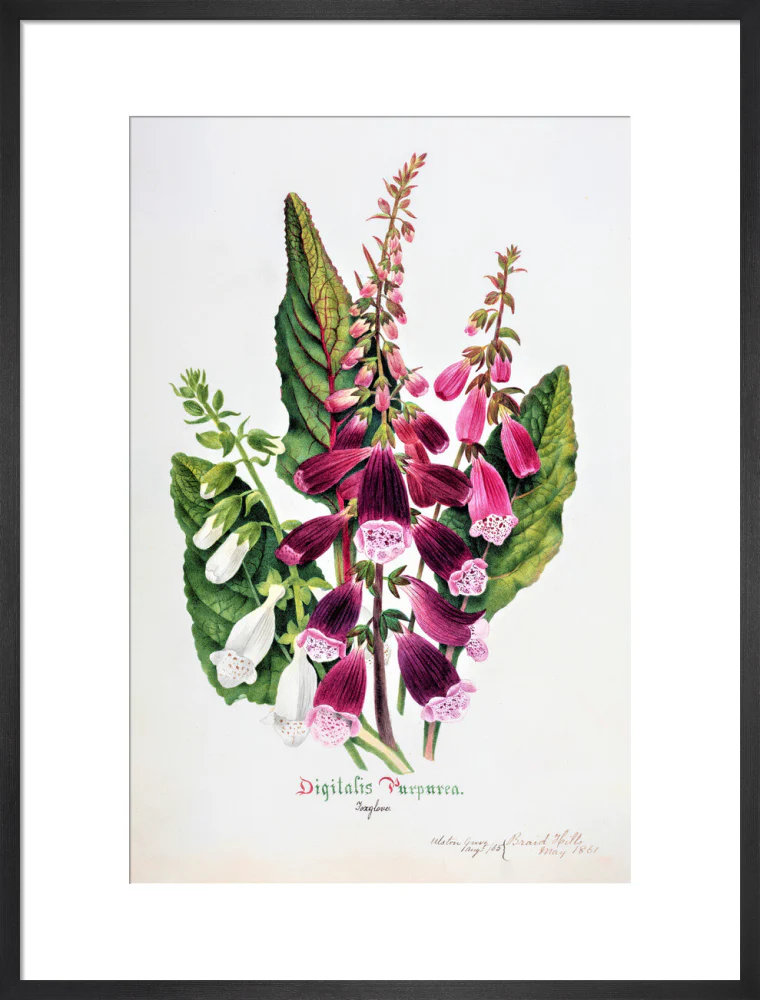 Foxglove by Charlotte Cowan Pearson - Image 13