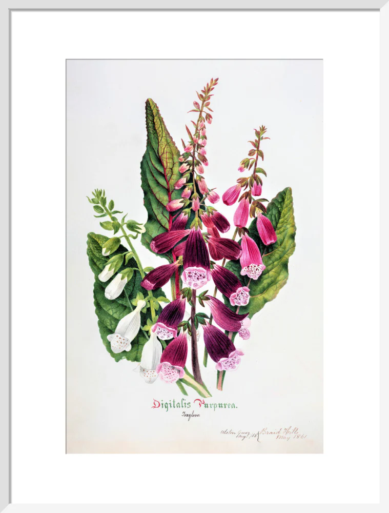 Foxglove by Charlotte Cowan Pearson - Image 14