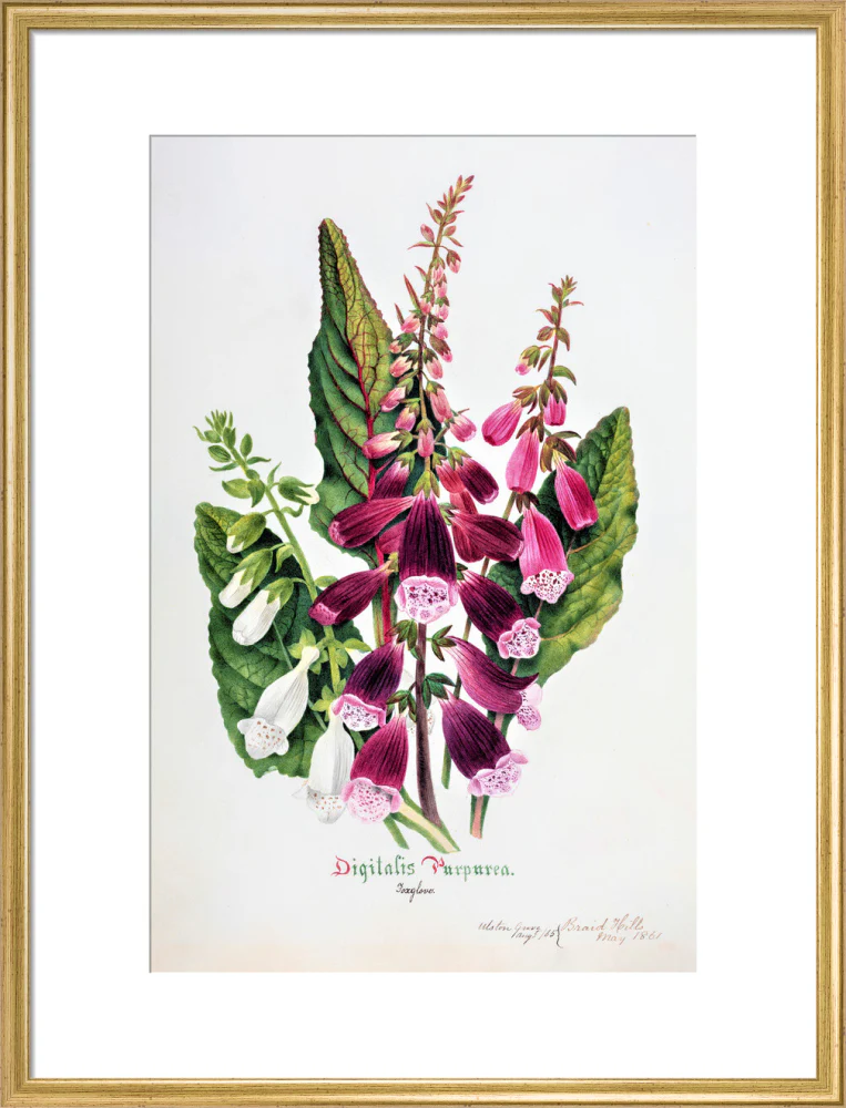 Foxglove by Charlotte Cowan Pearson - Image 15