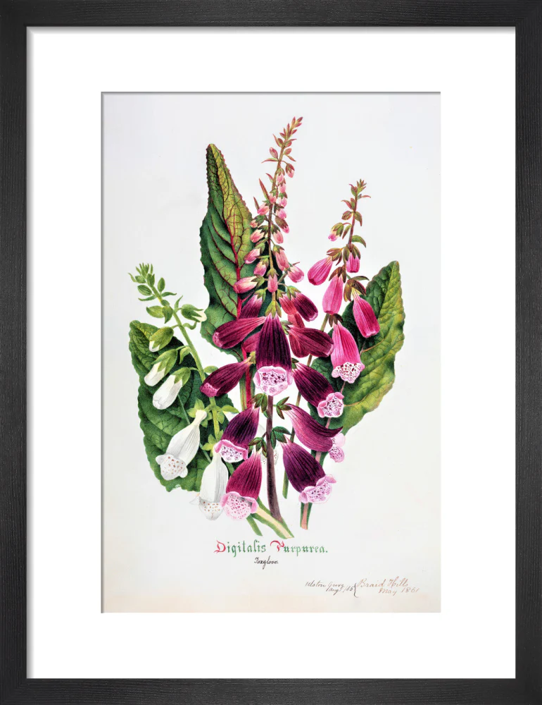 Foxglove by Charlotte Cowan Pearson - Image 3