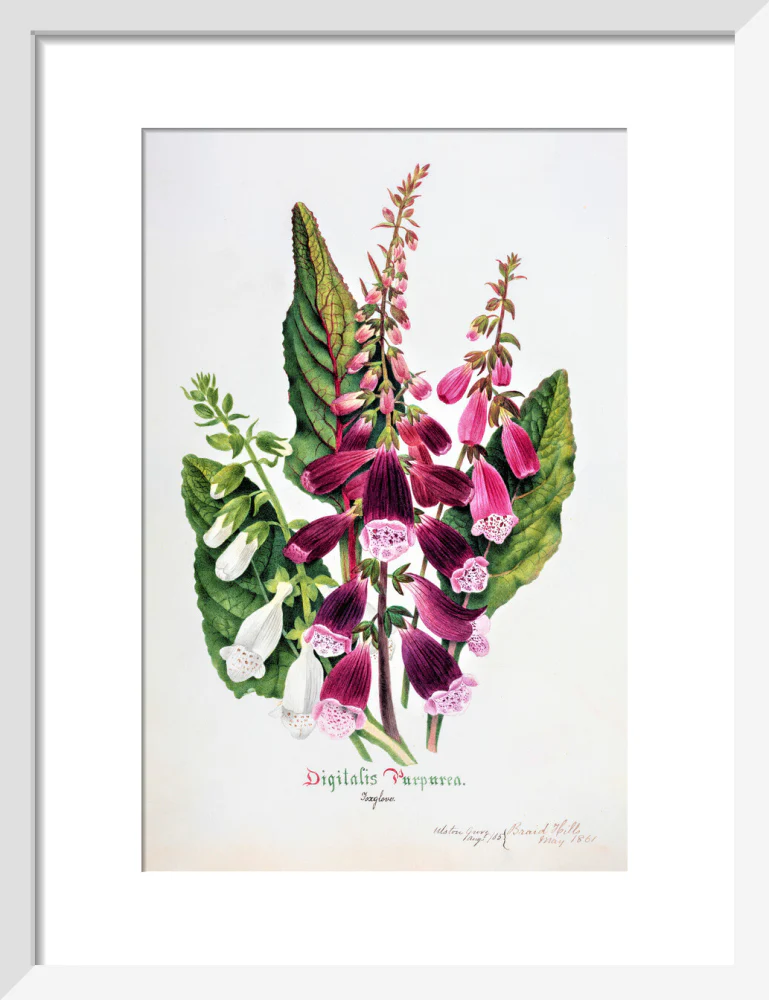 Foxglove by Charlotte Cowan Pearson - Image 4