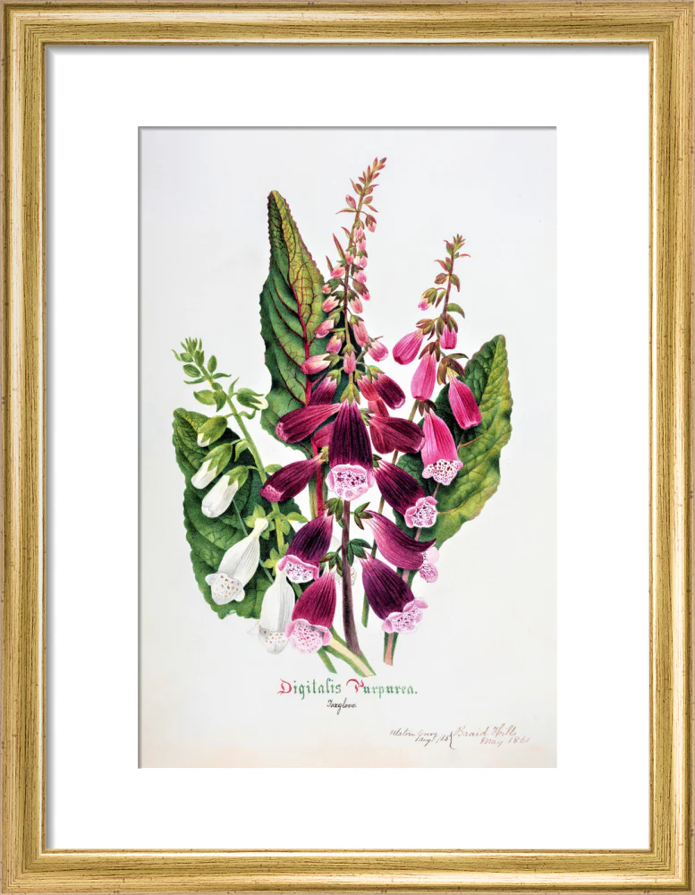 Foxglove by Charlotte Cowan Pearson - Image 5