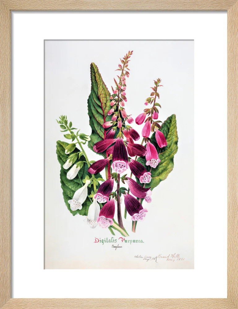 Foxglove by Charlotte Cowan Pearson - Image 6