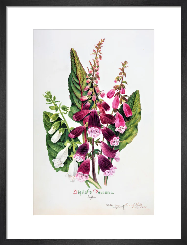 Foxglove by Charlotte Cowan Pearson - Image 8