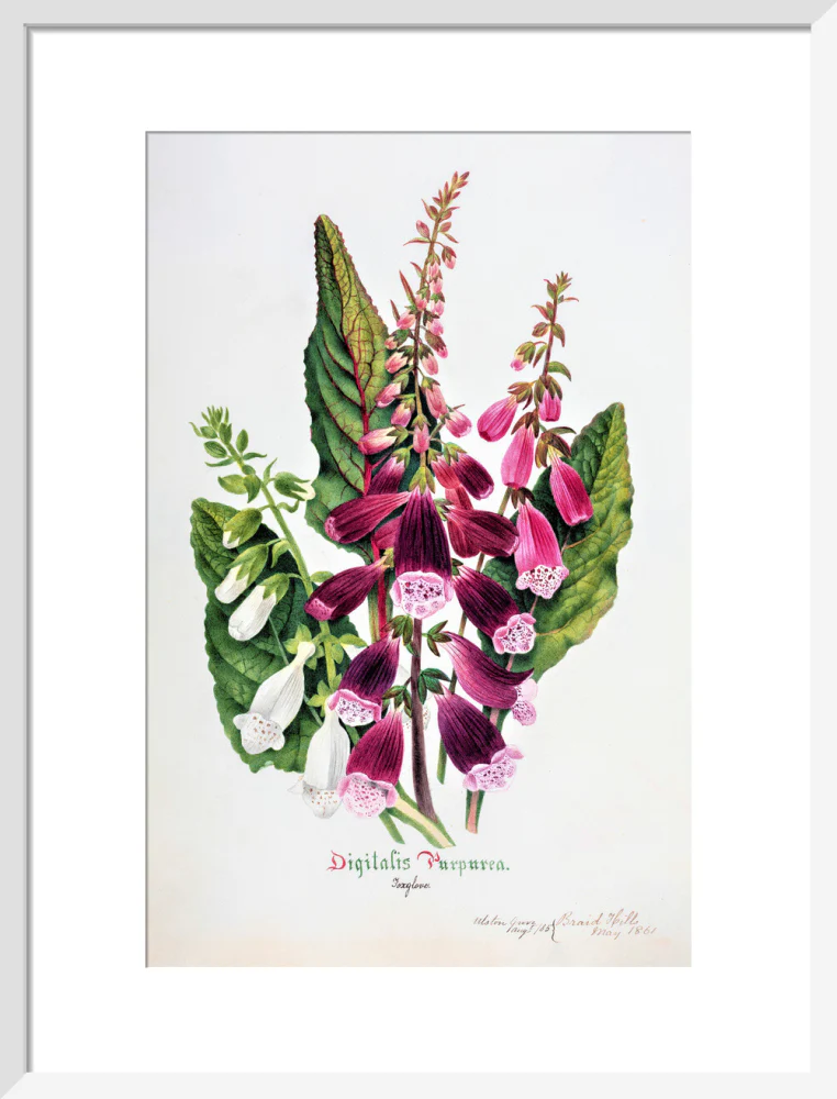 Foxglove by Charlotte Cowan Pearson - Image 9