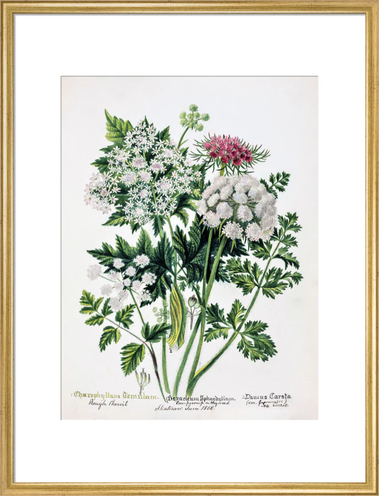 Hogweed by Charlotte Cowan Pearson - Image 15