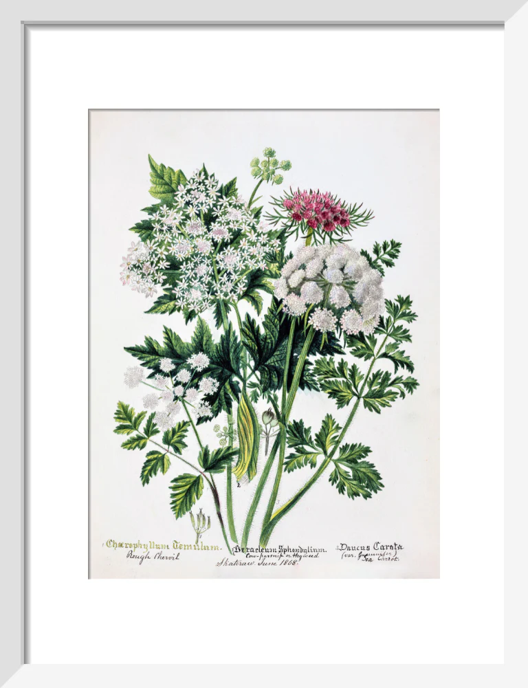 Hogweed by Charlotte Cowan Pearson - Image 4