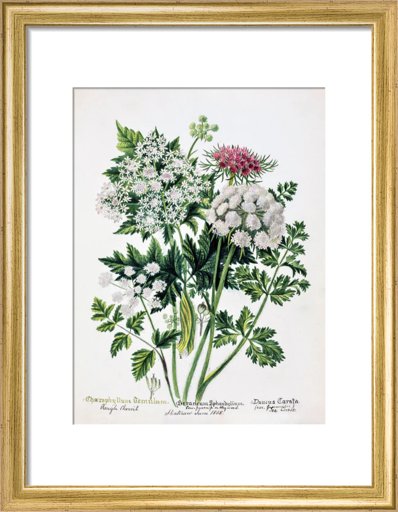 Hogweed by Charlotte Cowan Pearson - Image 5