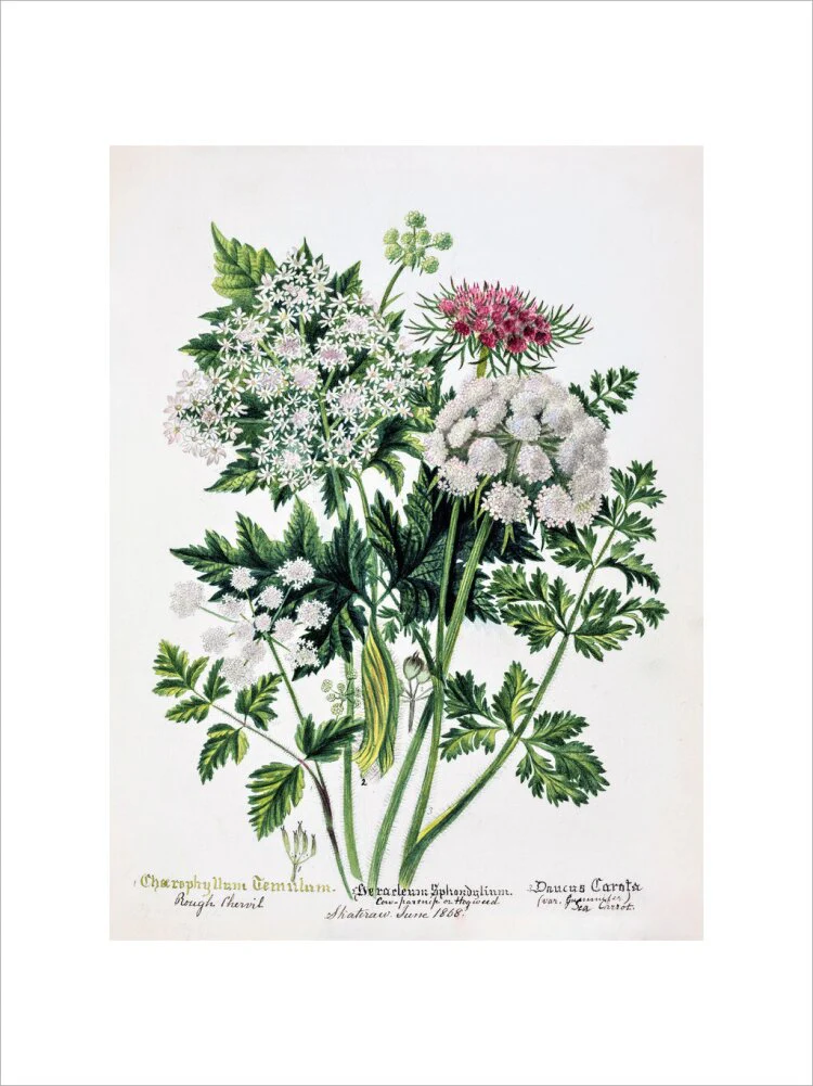 Hogweed by Charlotte Cowan Pearson - Image 7