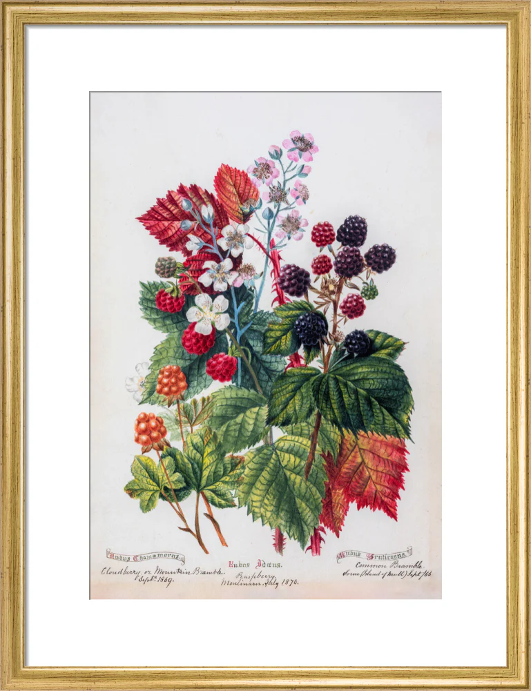Mountain Bramble by Charlotte Cowan Pearson - Image 10